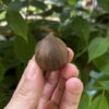 Gezeigt wird ein Schwarzer Solo Knoblauch mit der linken Hand. Im Hintergrund sind Pflanzen zu sehen